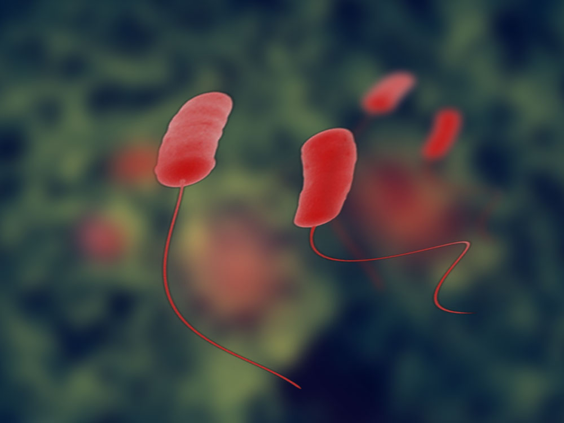   Chrysiogenetes